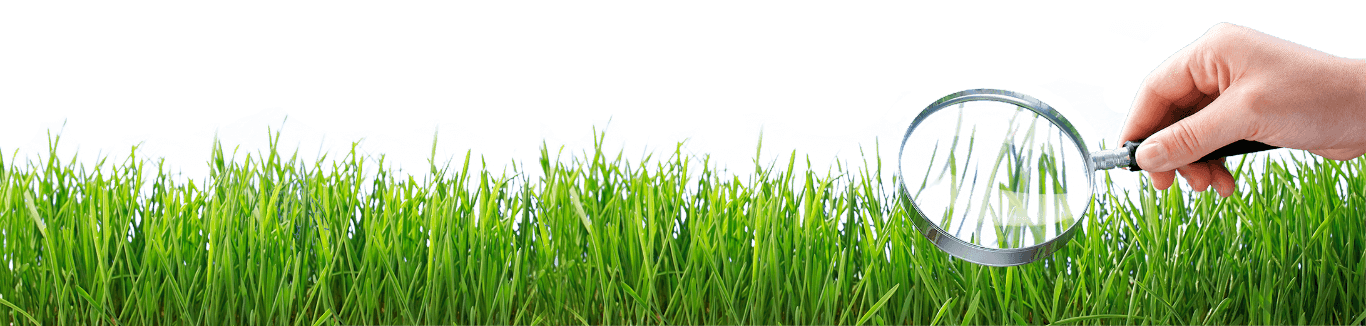 Gras-Hintergrund